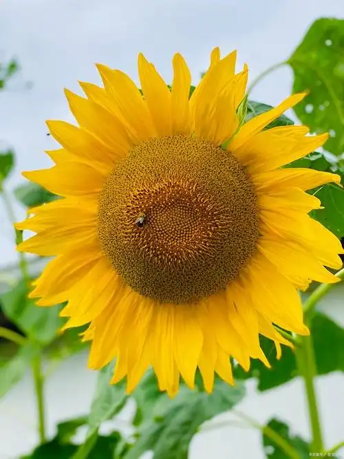 向日葵花语:向着阳光前进的勇气和希望