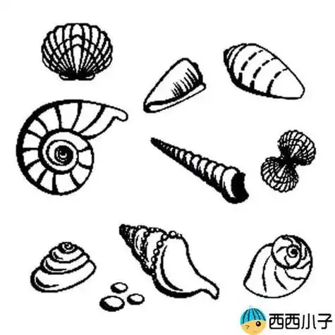 贝壳图画简笔画