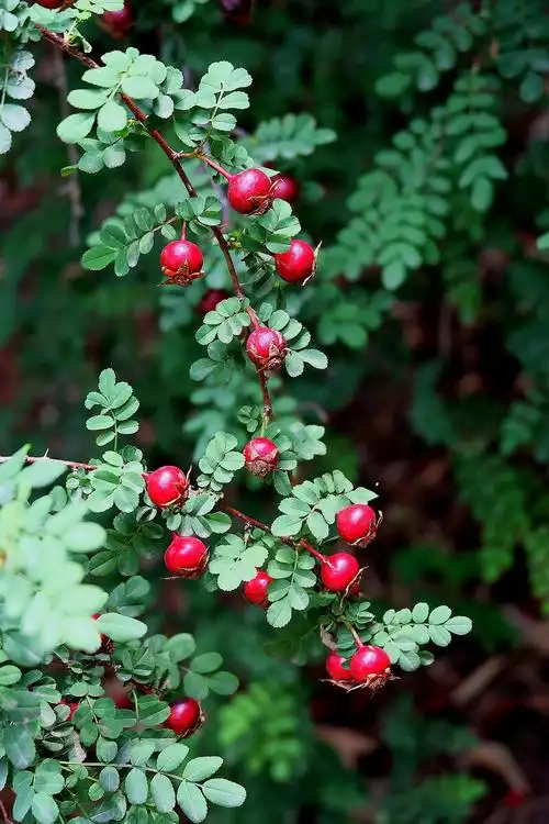 黄刺玫的果实 - 笑影映像 - 图虫