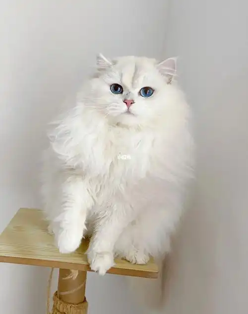 长毛银点种公找新家