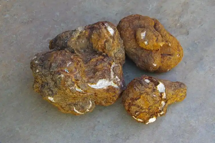 山野藏珍馐茯苓