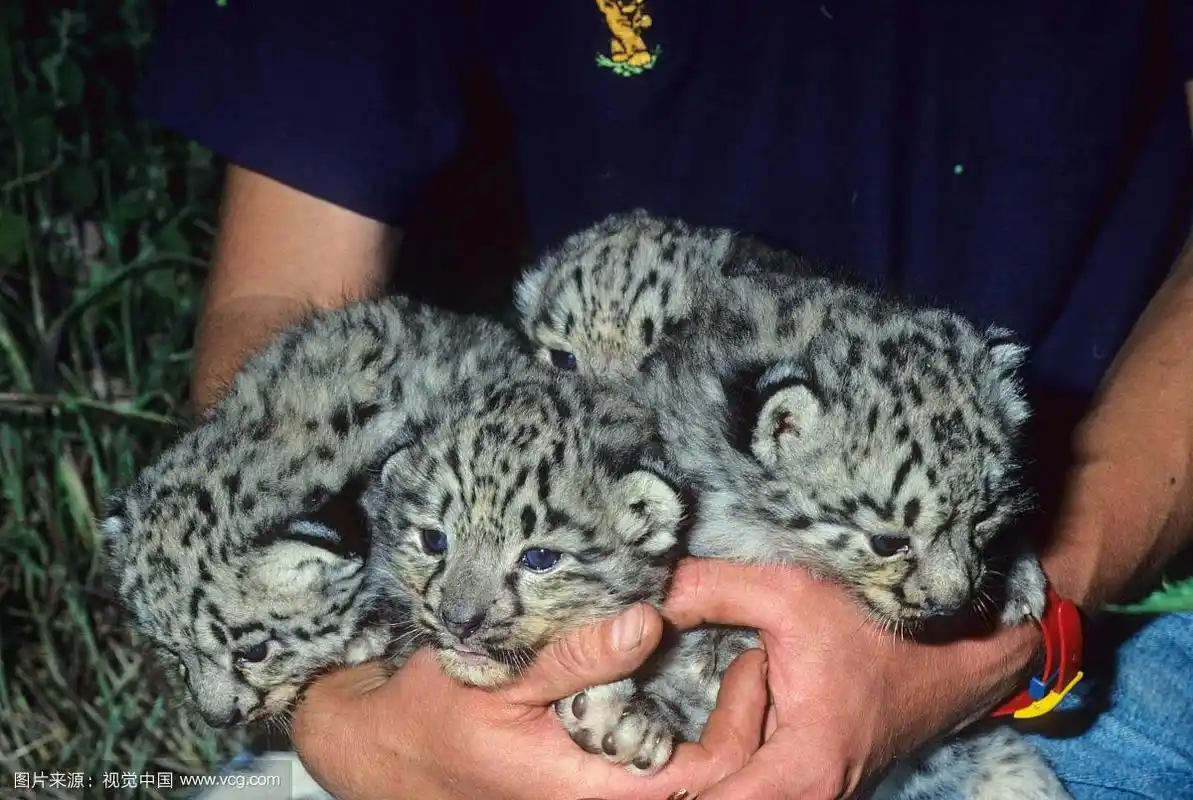 雪豹(panthera uncia), 4周大的幼崽在人的怀抱中