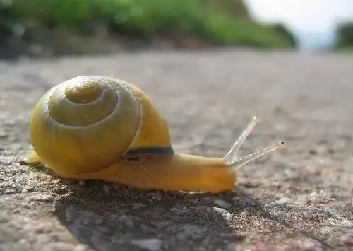 中国发现世界最小陆生蜗牛:只有针眼1/10