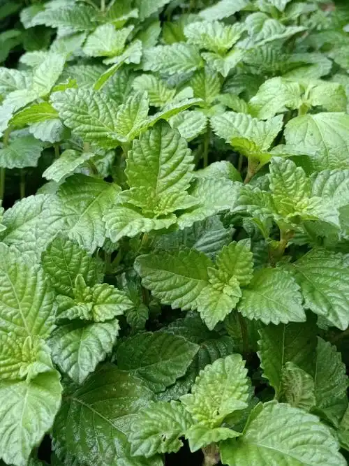 凉粉草已经预定完了