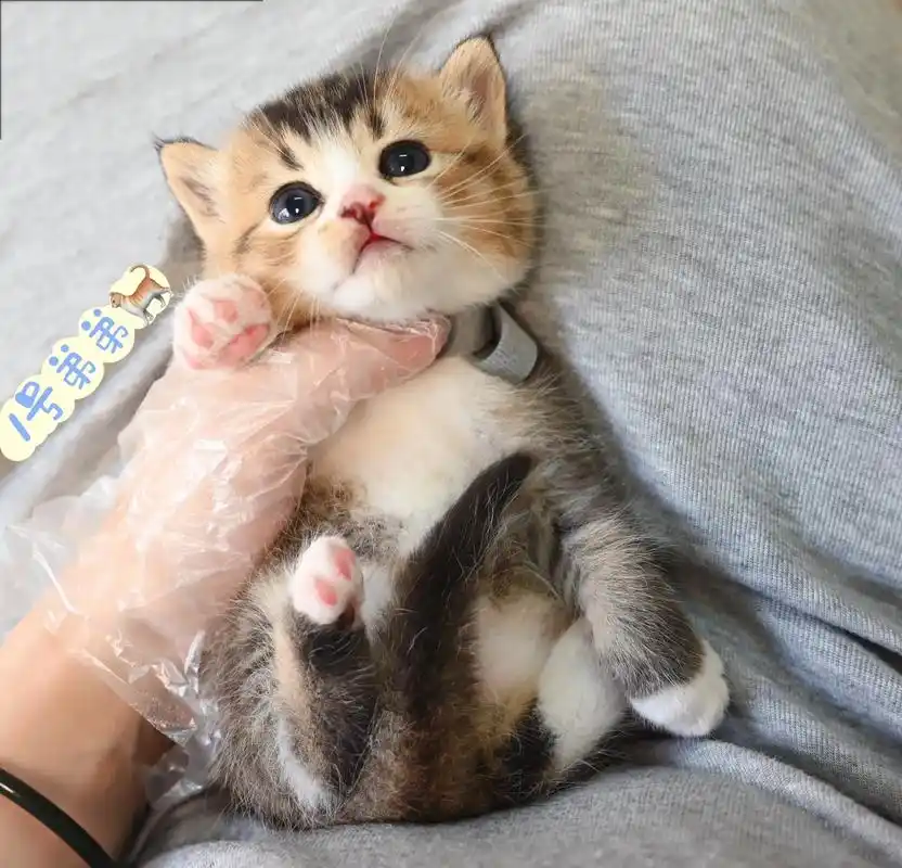 海口本地宠物猫咪英短彩金渐层金加白
