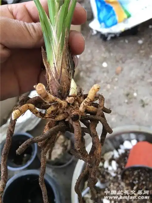 下山送春好赌草赌梅辨 - 中国兰花交易网