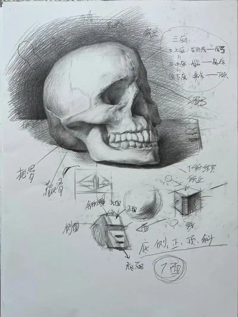 头骨结构认识#素描 #美术老师的日常 #基础素描练习教学 # - 抖音