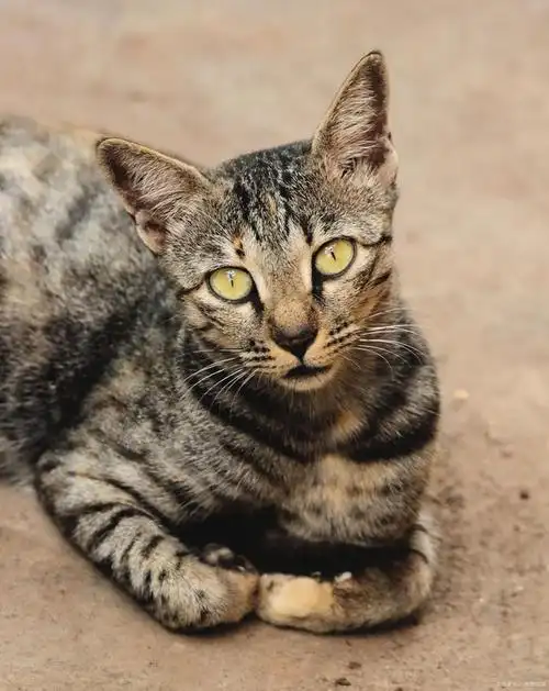 你见过狸花猫吗?探秘中华狸花猫的神秘历史