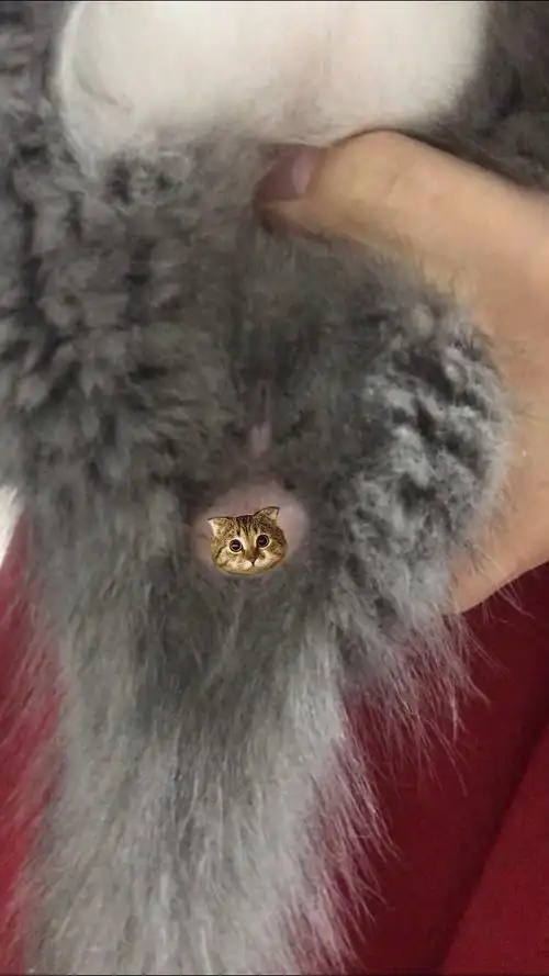 讨论公猫几个月可以看到蛋蛋