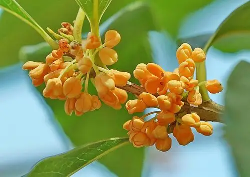 桂花,马渭风摄影