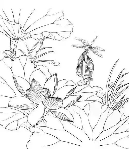 工笔白描荷花值得收藏