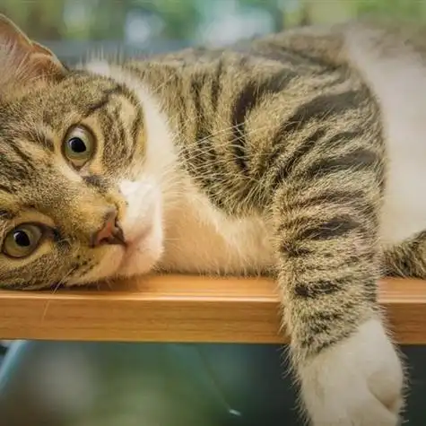 拽拽的猫咪头像高清虎斑猫群头像图片