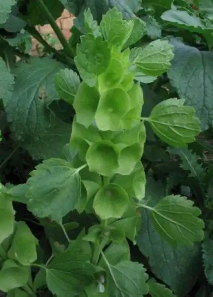 贝壳花|贝壳花图片_花草树木网