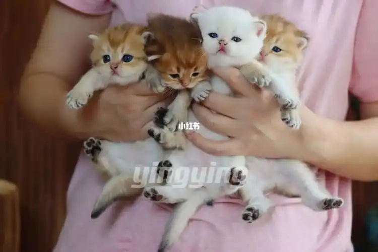 金渐层金点渐层