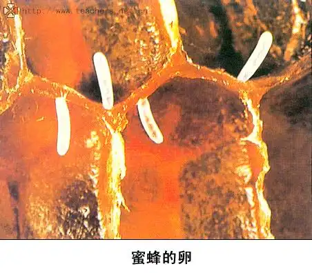 蜜蜂卵图片,蜂巢中的蜜蜂卵,蜂房中的蜂卵,蜜蜂蛋图片