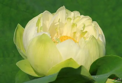 彩莲新开淡淡香