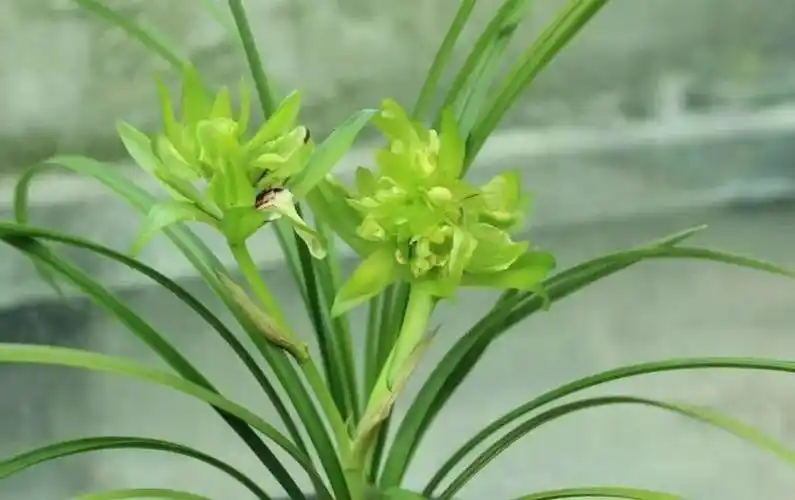 10万元以上兰花图片(一亿5000万兰花图片)