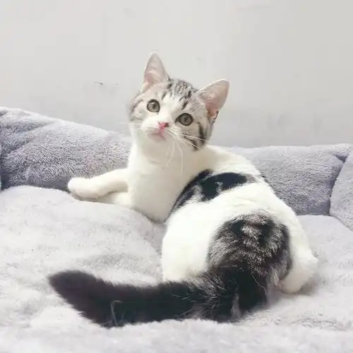 家养双血统美短高白妹妹4月龄