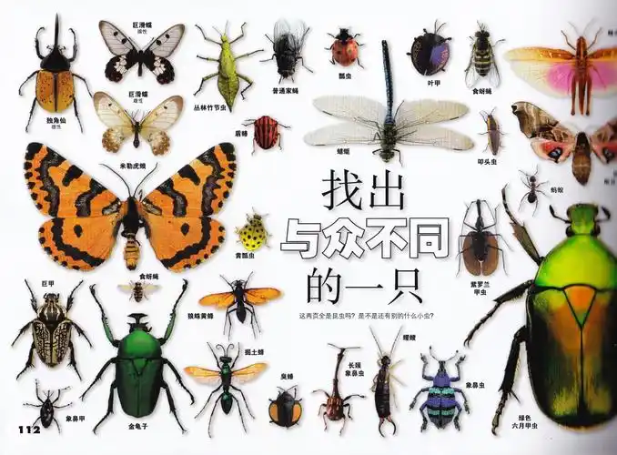 dk少儿科普书系虫昆虫家族与他们的亲戚科普百科6710岁绘本四年级五