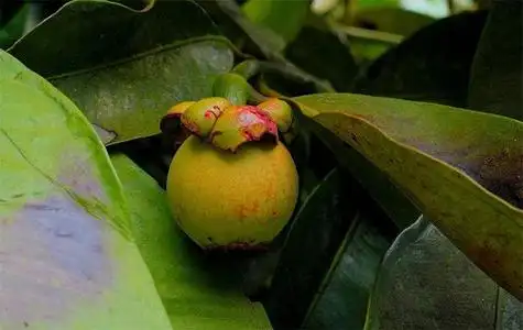 山竹开花结果时间