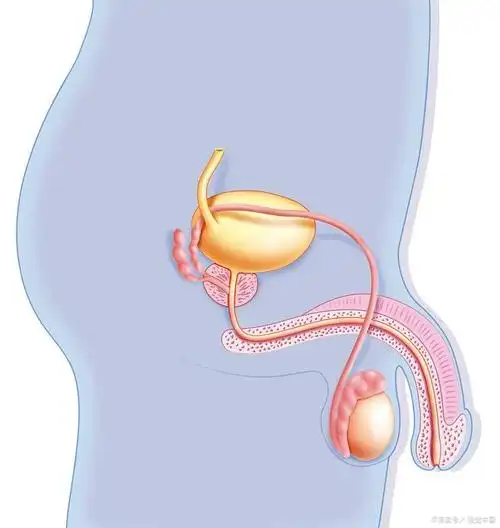 睾丸是男性最"聪明"的器官