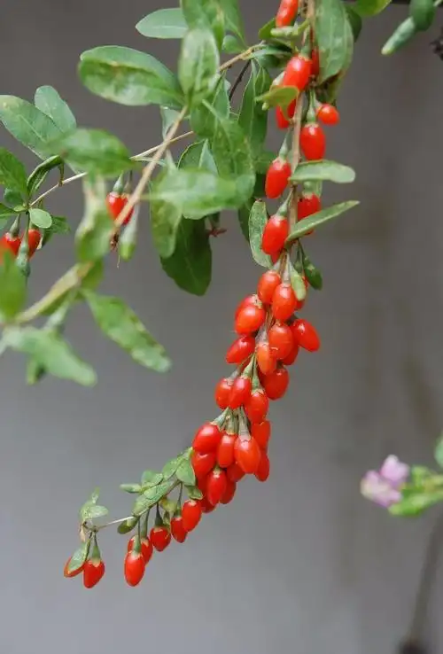 枸杞叶茶本草植物志之枸杞今年二十明年十八