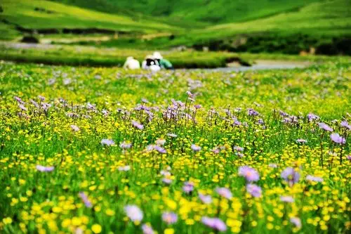 夏日俄么塘花海 仿佛调色盘倾洒人间