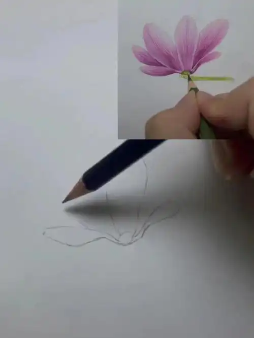 彩铅花卉的画法步骤图