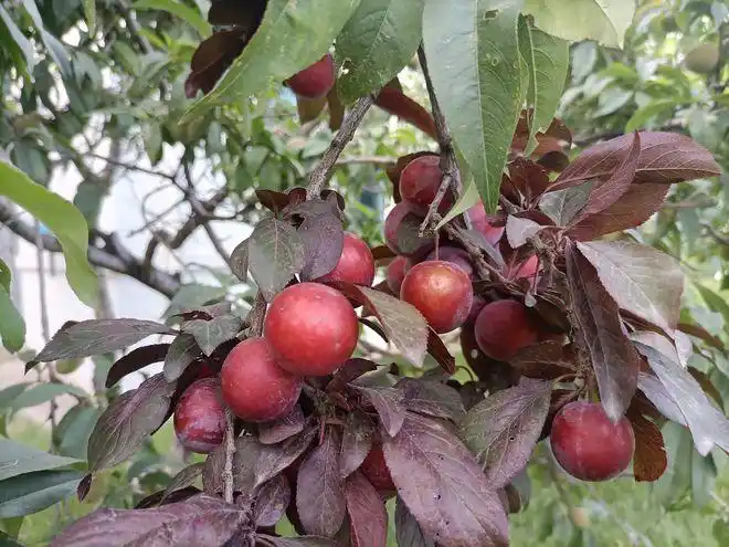 成熟了的野生李子甘甜中带着一点点酸涩