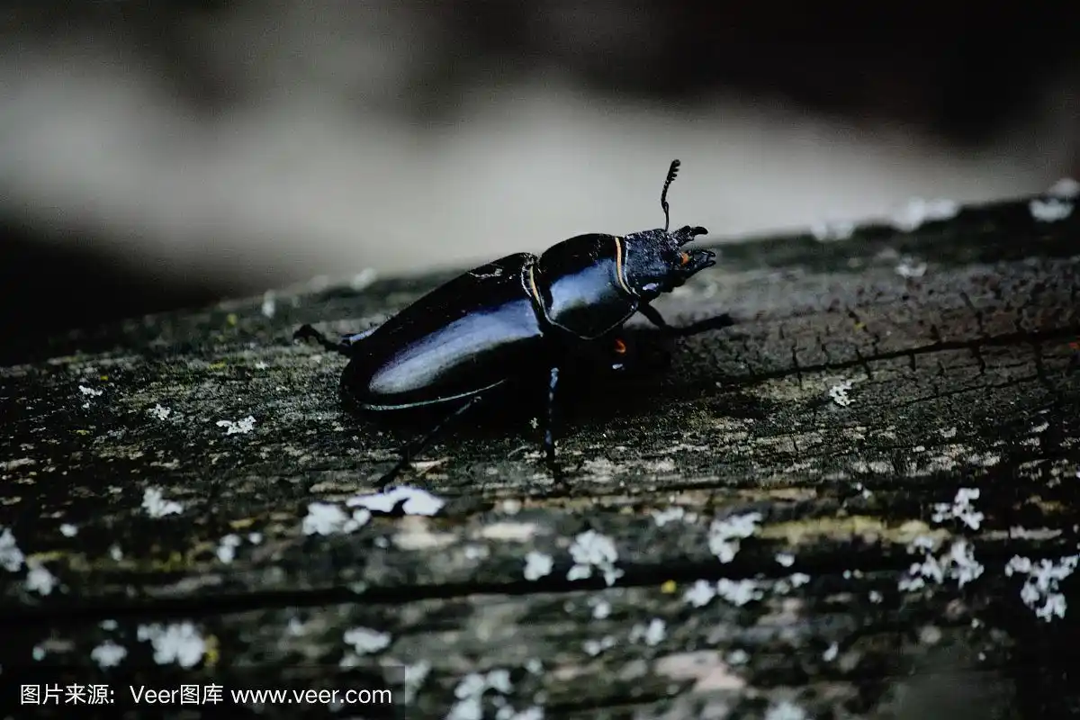 黑色的甲虫