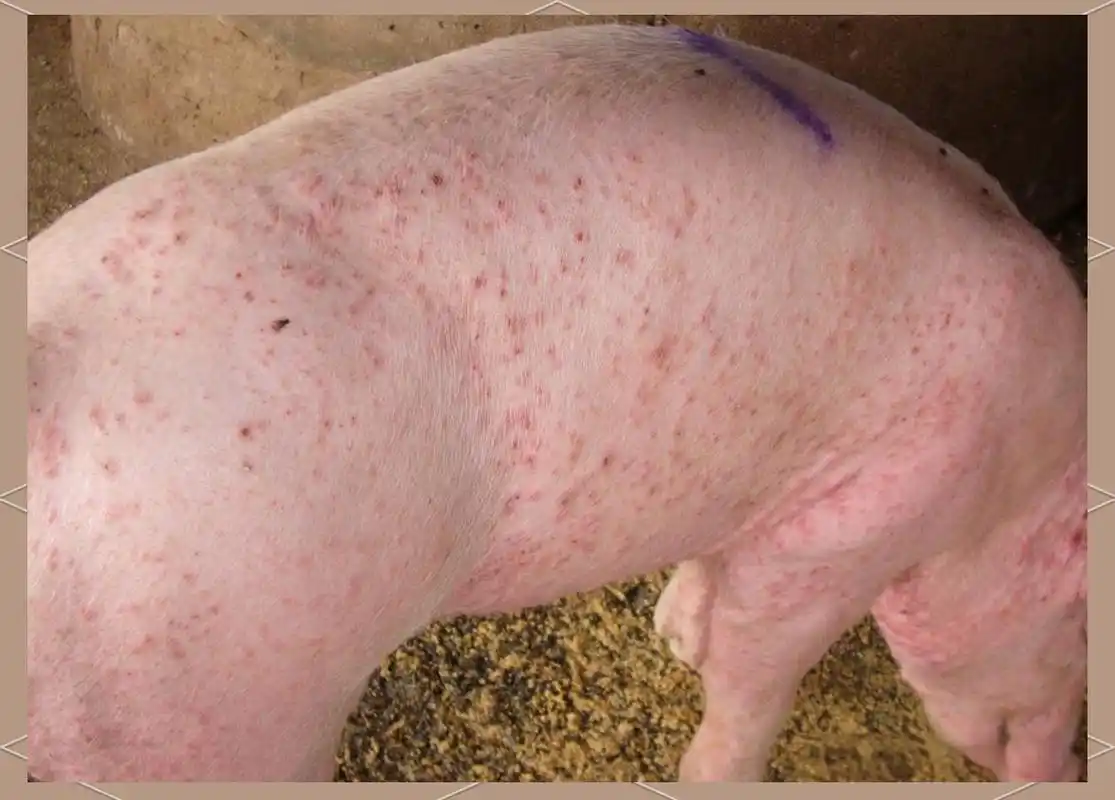 用什么药治疗?本文有详细方案!