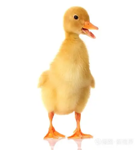 小鸭,幼鸭 丑小鸭(初似平庸后来出众的人或事物)