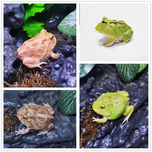 黄金绿角草莓宇治皮卡姥爷牛奶树蛙小丑蛙南美角蛙宠物观赏蛙蝌蚪