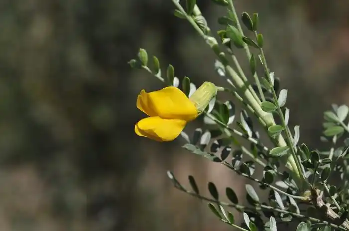 柠条锦鸡儿caraganakorshinskii