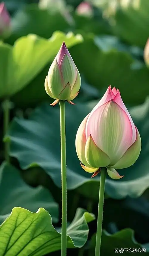 壁纸 | 绿色护眼 唯美高清壁纸