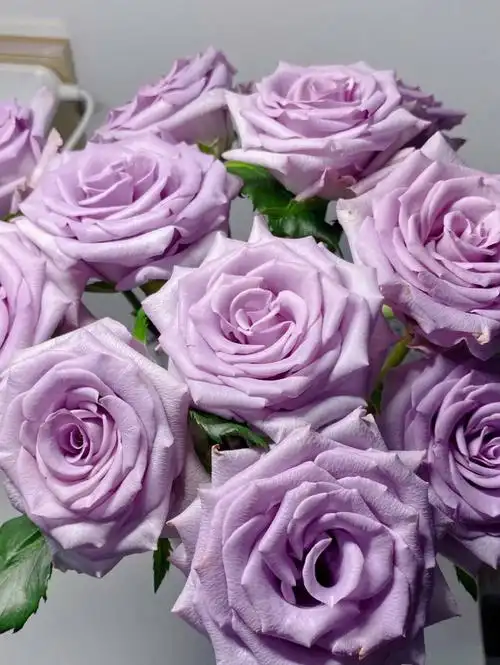 海洋之歌玫瑰紫色系玫瑰中经典的一款