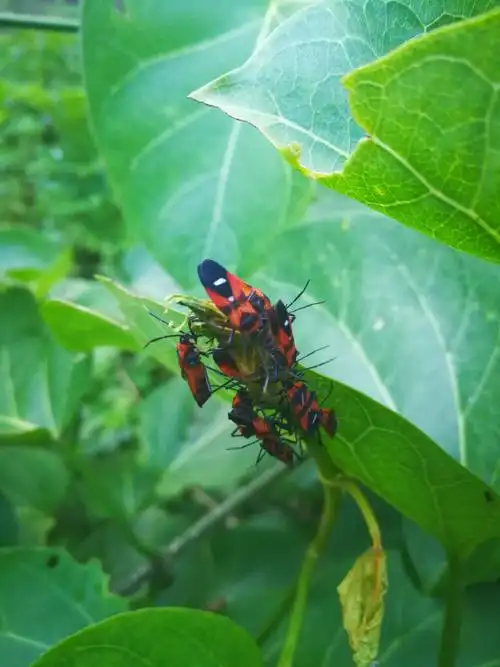 昆虫总动员 之 臭屁虫