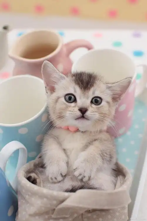 铲屎官们,今天我们要聊的是世界上最小的猫!