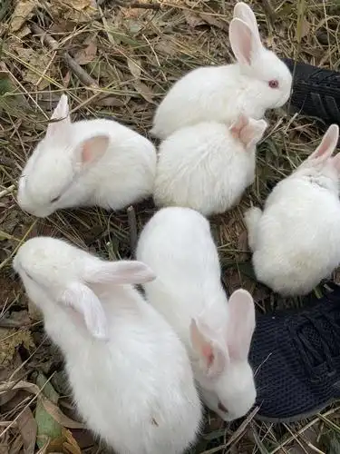 广州帽峰山放生了五六十只兔子有人要养吗