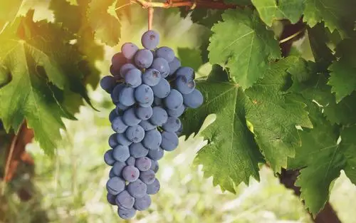 下载桌布 2880x1800 成熟的葡萄,水果,绿叶 桌面背景