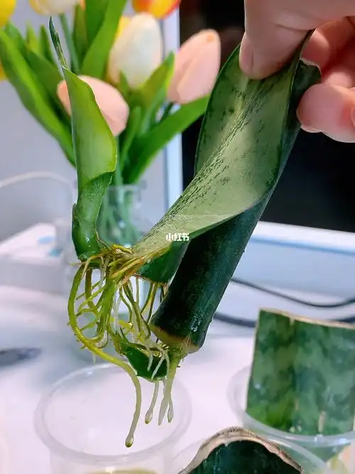 叶插水培虎皮兰