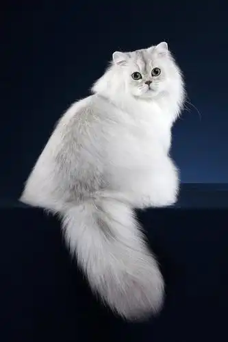 猫宫庄园烟色阴影色以及银鼠色金吉拉三种颜色基因的遗传方式