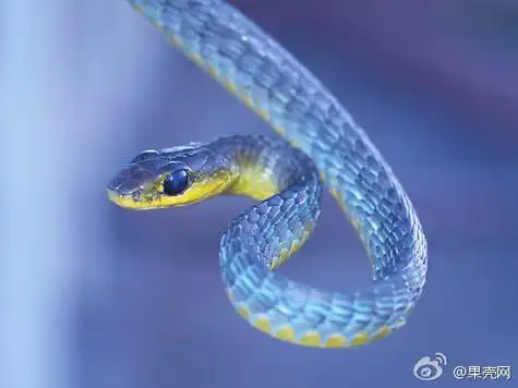 这种蛇叫绿树蛇(dendrelaphis punctulata),生活在澳大利亚.