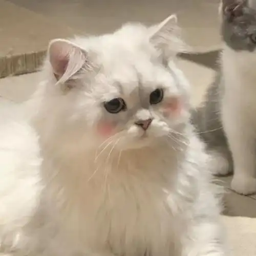 好喜欢小猫咪头像