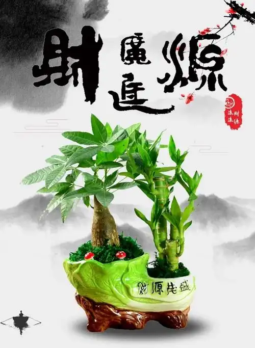 绿植盆栽组合富贵竹水培植物树苗小盆栽 人财两旺金钱树发财树 含盆