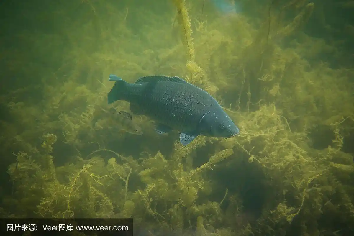 奥地利一个湖里的水下鲤鱼摄影,令人惊叹的水下鱼摄影