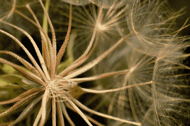 蒲公英gif毛茸茸gif植物gif晃动gif