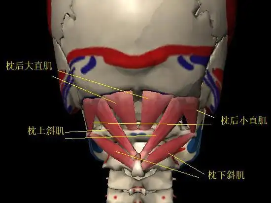在矢状面上呈倾斜走向,当颈椎处于中立位及前伸状态时,胸锁乳突肌可使