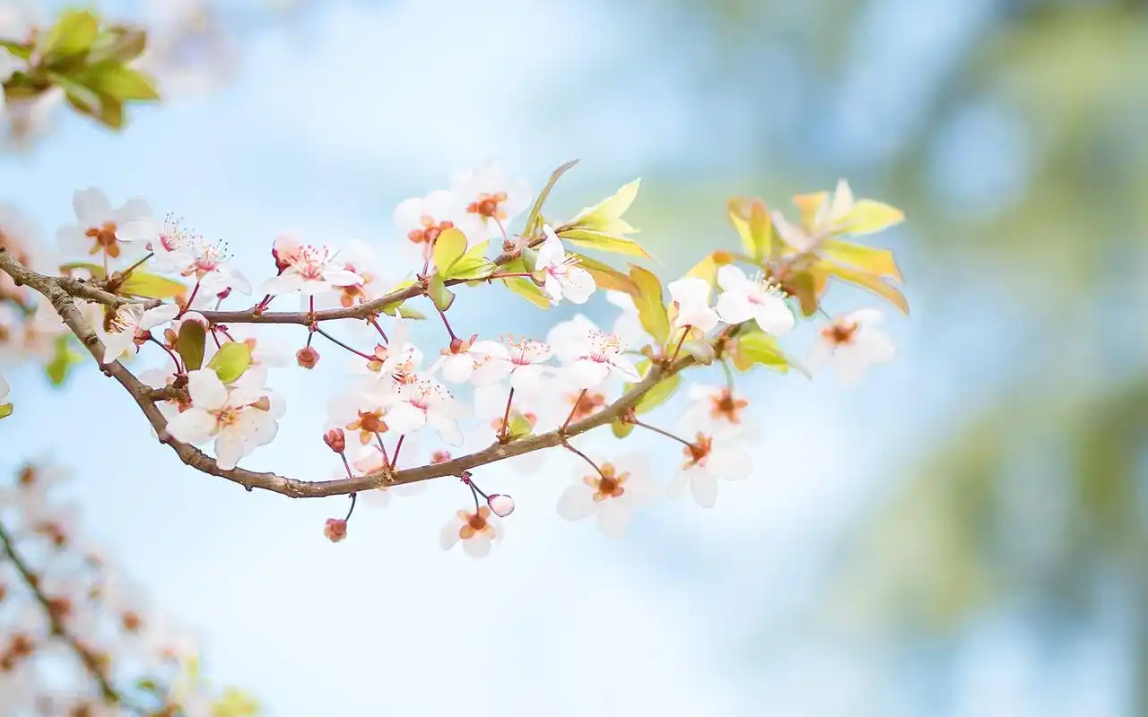 好看的唯美樱花图片桌面壁纸