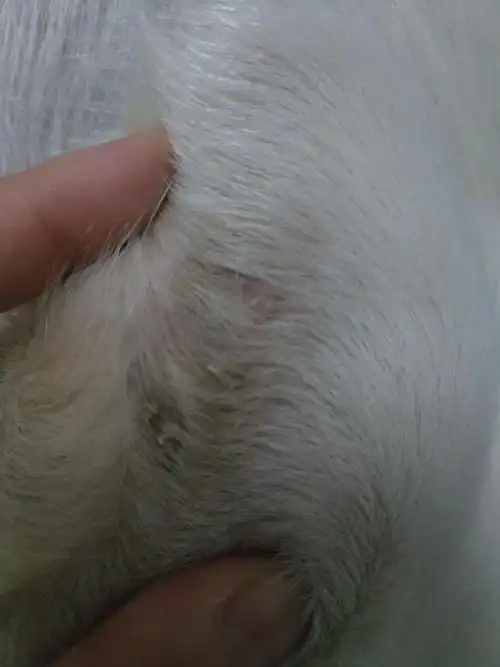 讨论狗狗手肘这个情况大家有看到过吗是皮肤病吗